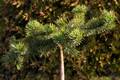 Pinus sylvestris Repens IMG_2986 Sosna pospolita